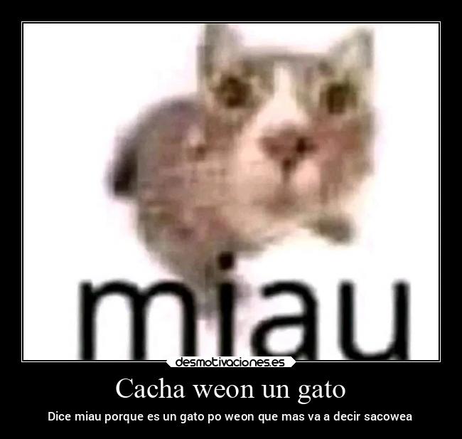 carteles gatos gato epico los desmotivaciones