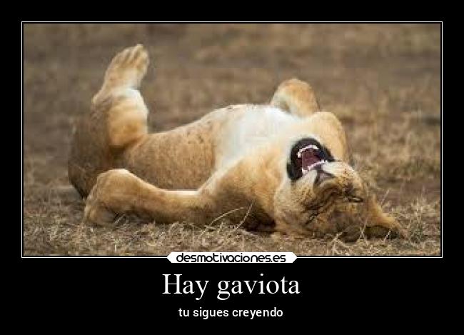 Hay gaviota - tu sigues creyendo