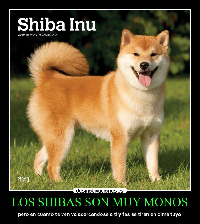 LOS SHIBAS SON MUY MONOS - 