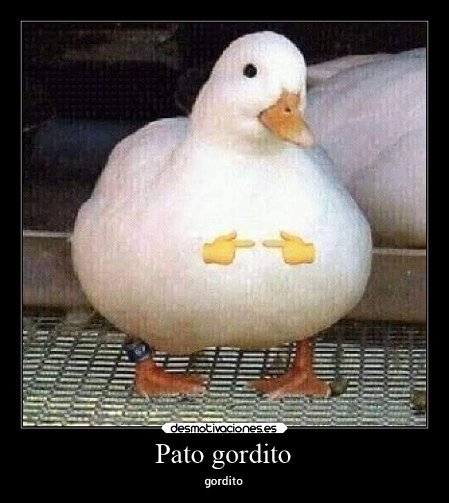 Pato gordito - 