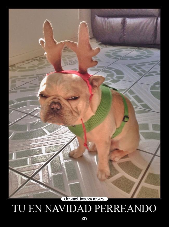TU EN NAVIDAD PERREANDO - XD