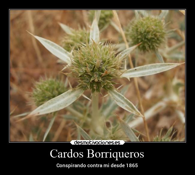 Cardos Borriqueros - 