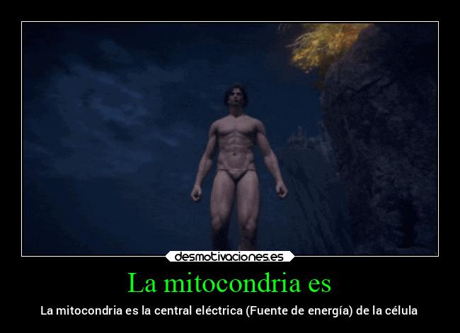 La mitocondria es - La mitocondria es la central eléctrica (Fuente de energía) de la célula