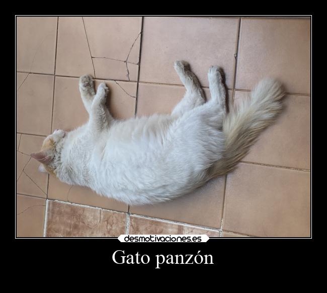 Gato panzón - 