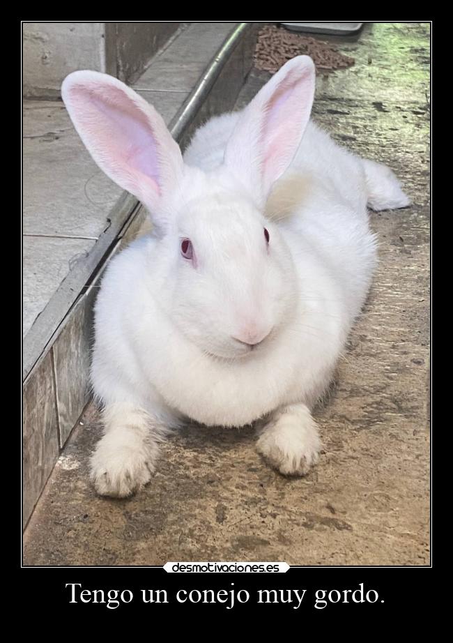 Tengo un conejo muy gordo. - 