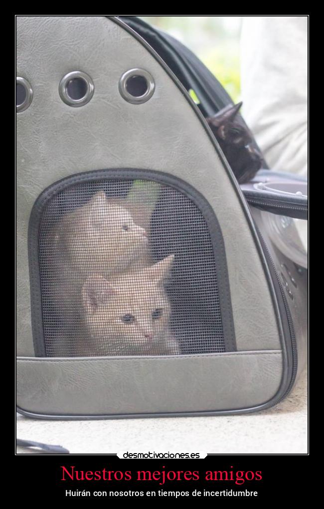 carteles amigos amistad amigos guerra tristeza nieve2022 ucrania guerra2022 noticias2022 desmotivaciones