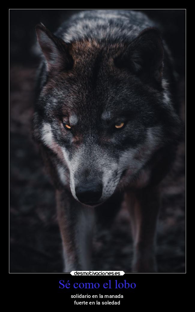 Sé como el lobo - solidario en la manada
fuerte en la soledad
