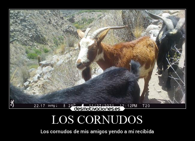 LOS CORNUDOS - 