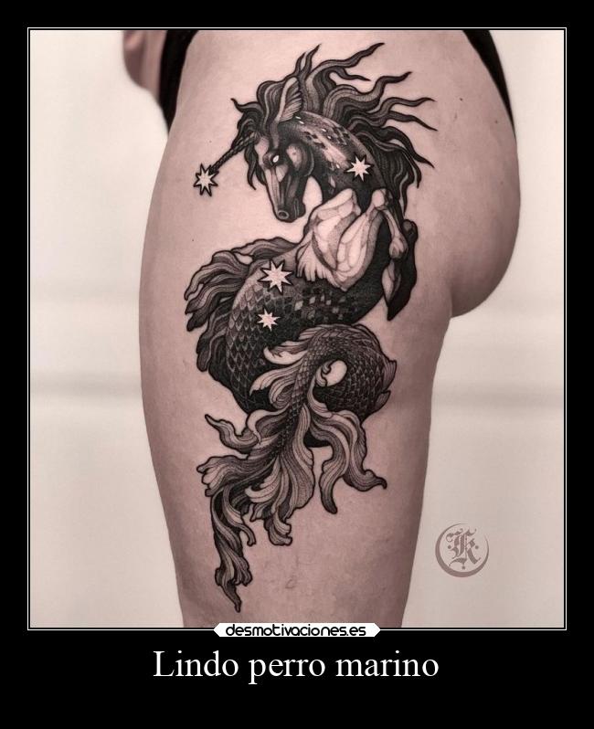 Lindo perro marino - 