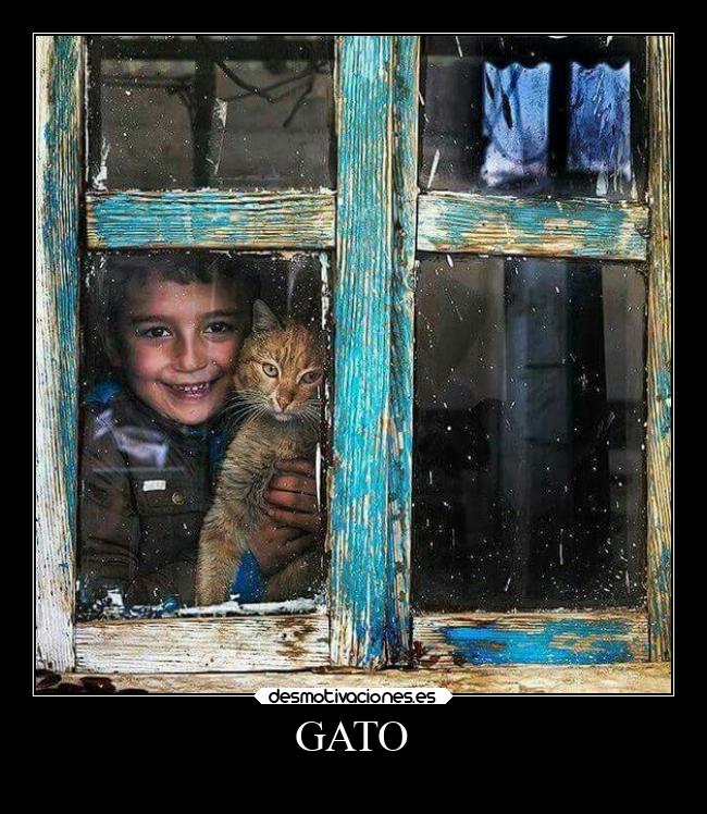 GATO -