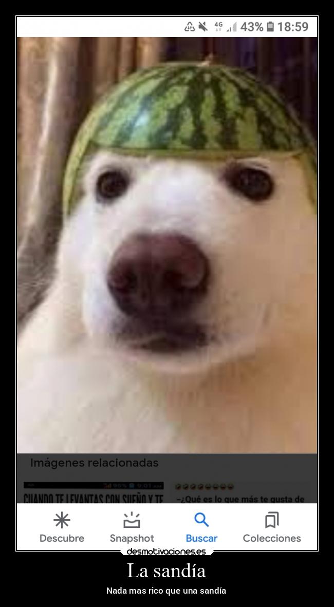 carteles chiste perro con sobrero desmotivaciones