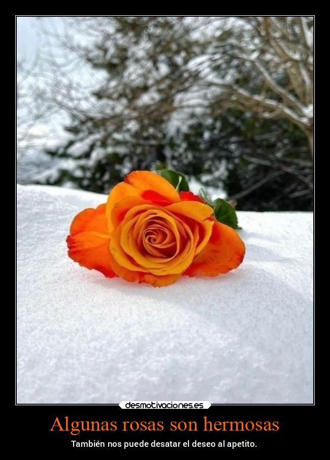 carteles deseos rosas hermosas desatar apetito nieve nieve2022 desmospring2022 desmotivaciones