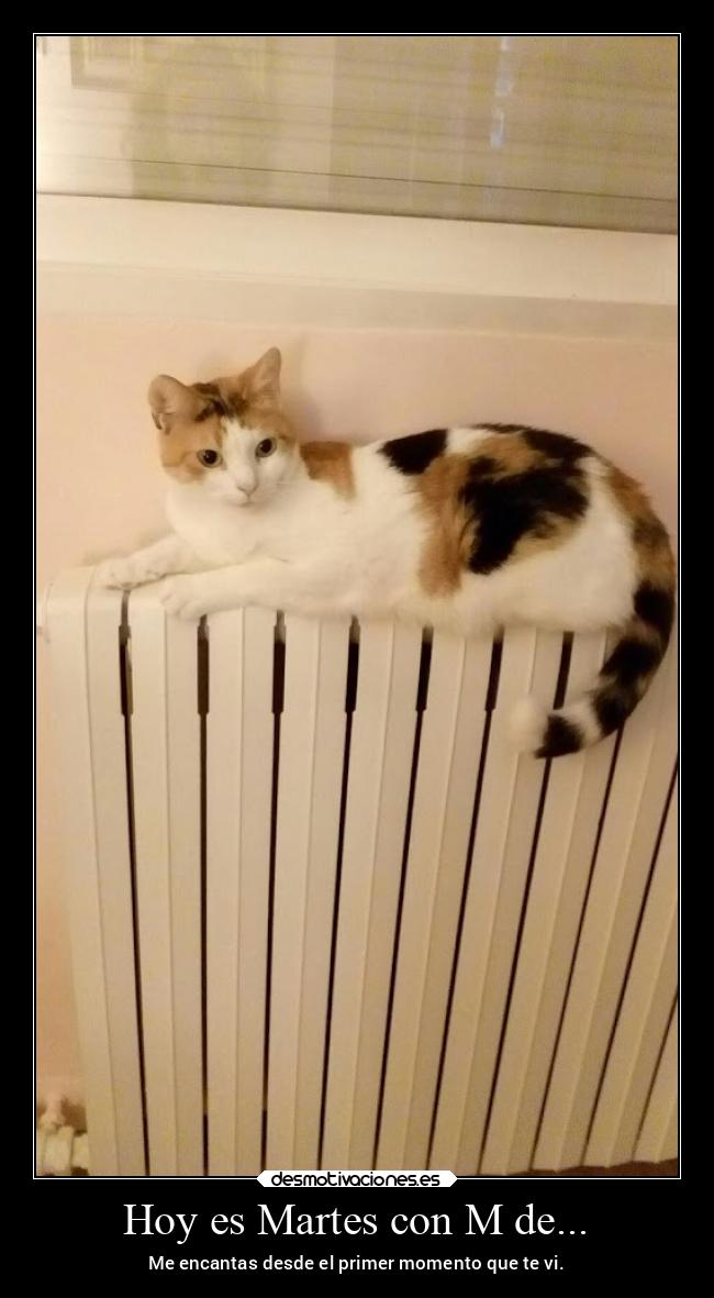 carteles amor gato carino desmotivaciones