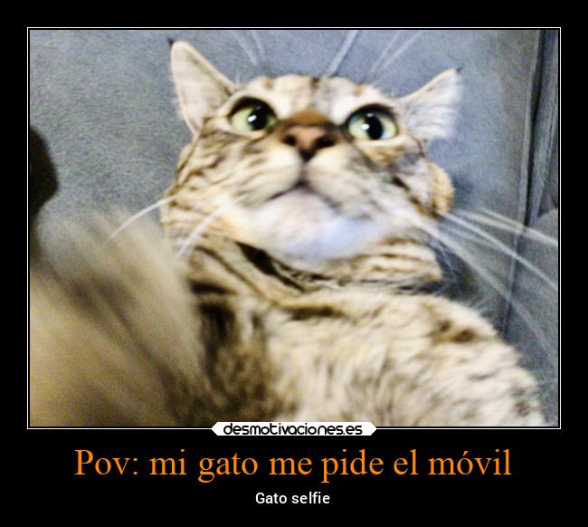 carteles animales desmotivaciones