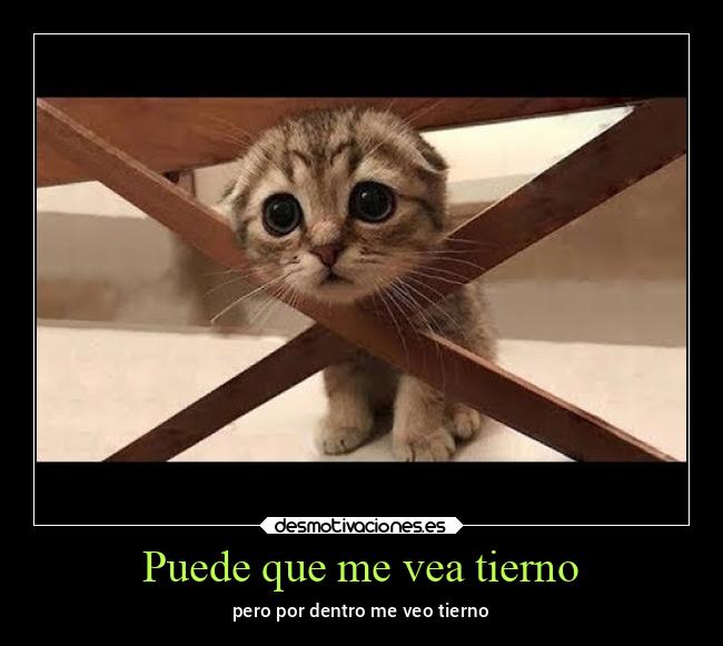 Puede que me vea tierno - pero por dentro me veo tierno