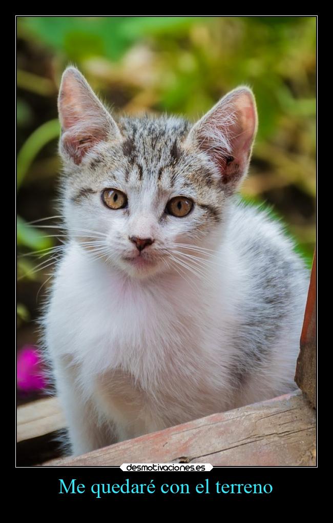 carteles gatos poder quedarse desmotivaciones