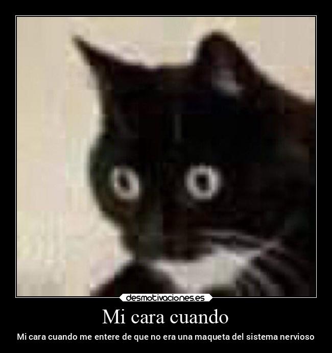 Mi cara cuando - Mi cara cuando me entere de que no era una maqueta del sistema nervioso