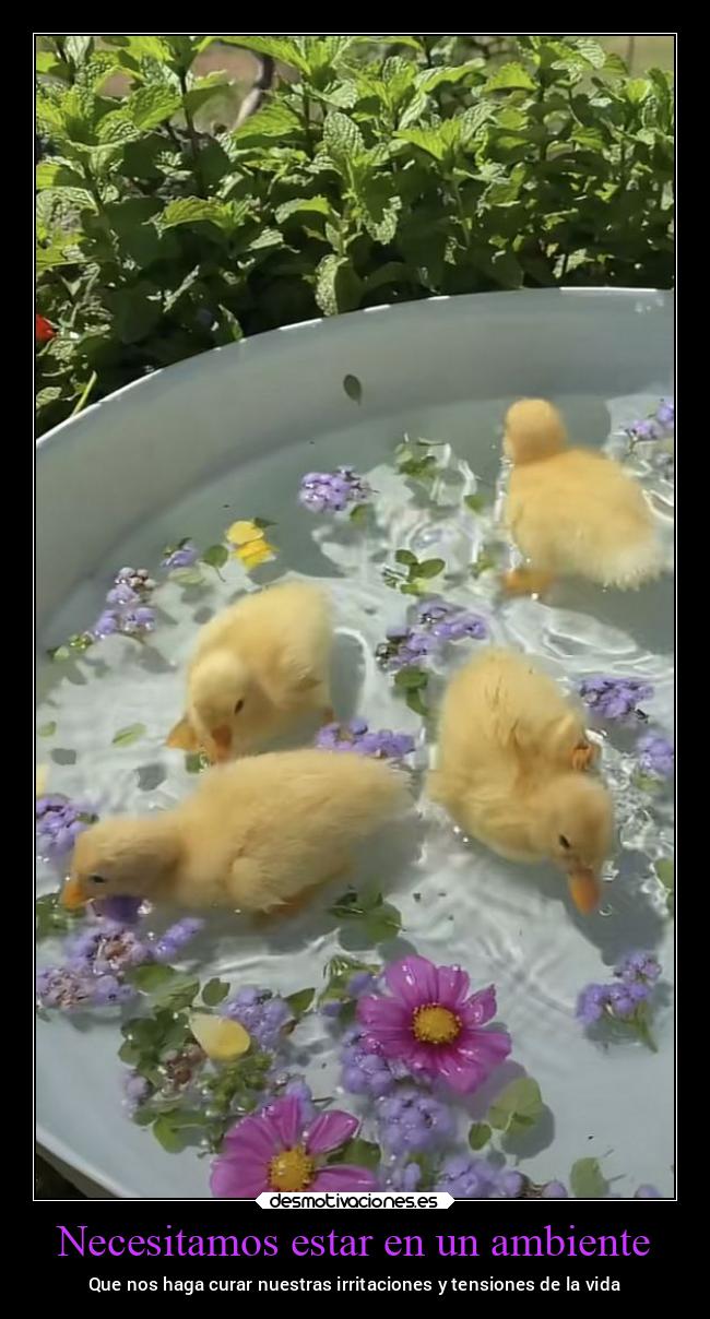carteles vida ambientes curar irritacion tension primavera agua patos desmospring2022 desmotivaciones