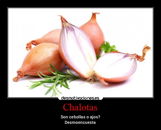 Chalotas - 