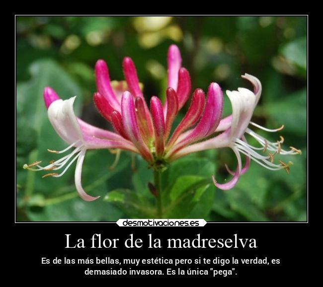 La flor de la madreselva - 