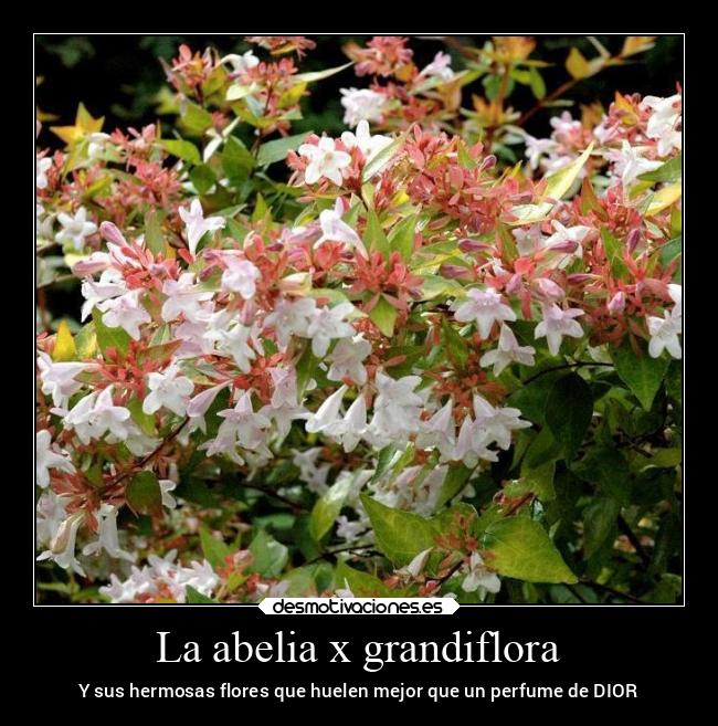 La abelia x grandiflora -