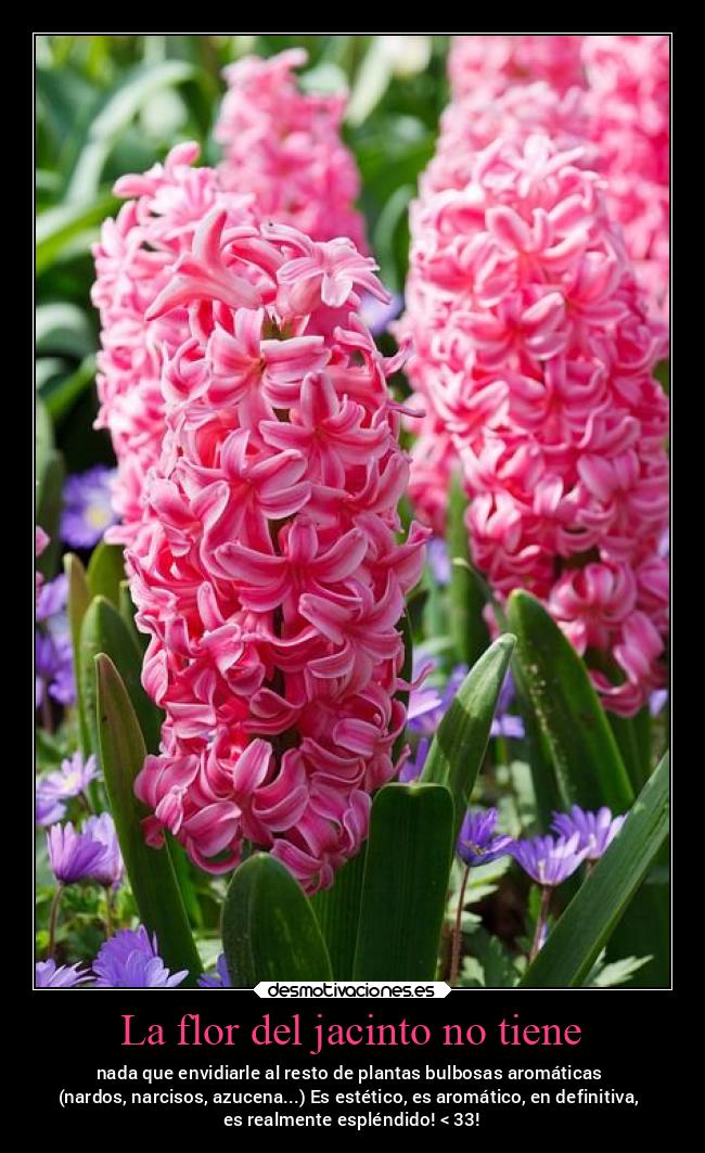 La flor del jacinto no tiene - 