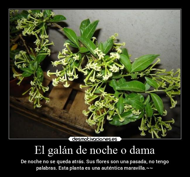 El galán de noche o dama - 