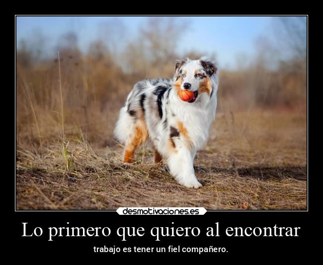 Lo primero que quiero al encontrar - trabajo es tener un fiel compañero.