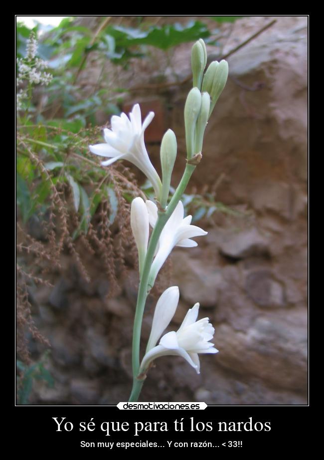 Yo sé que para tí los nardos - 