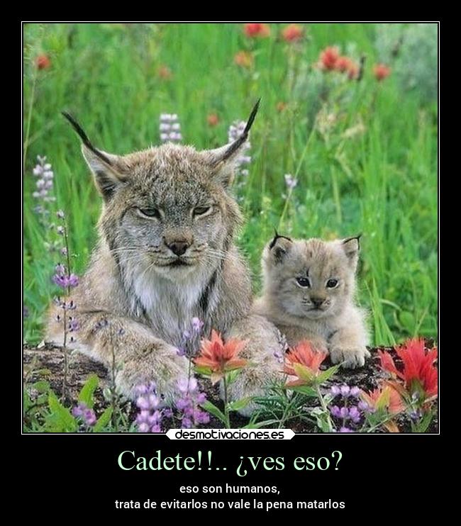 Cadete!!.. ¿ves eso? - 