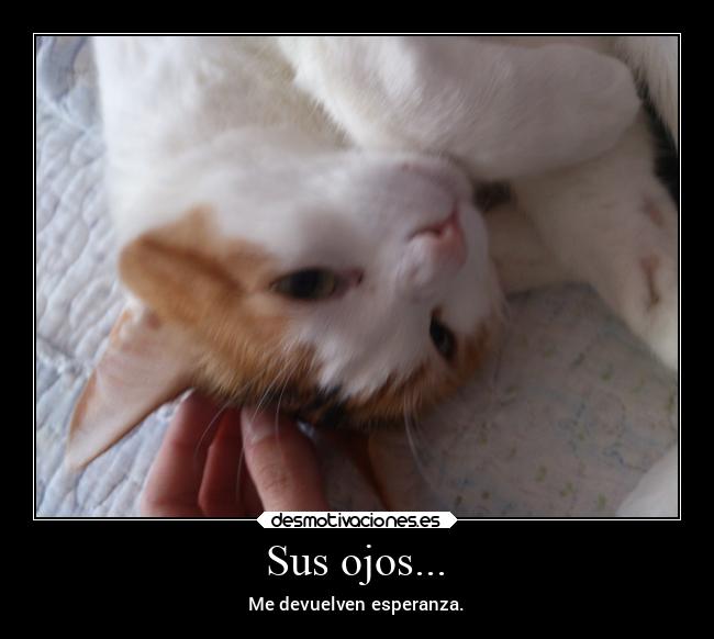 carteles arte animales carino desmotivaciones