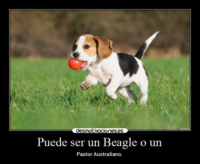 Puede ser un Beagle o un - Pastor Australiano.