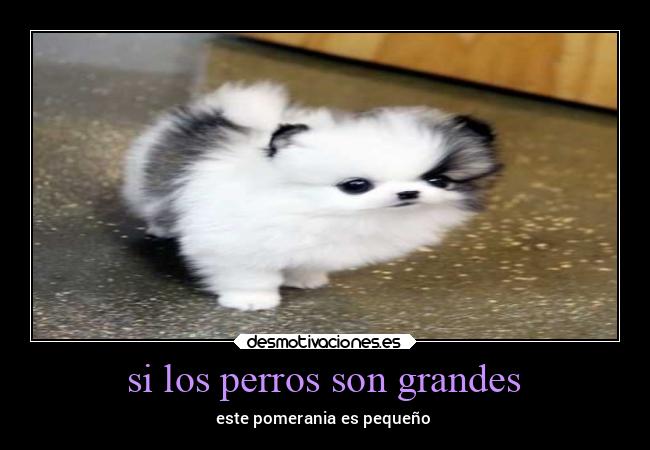 si los perros son grandes - este pomerania es pequeño
