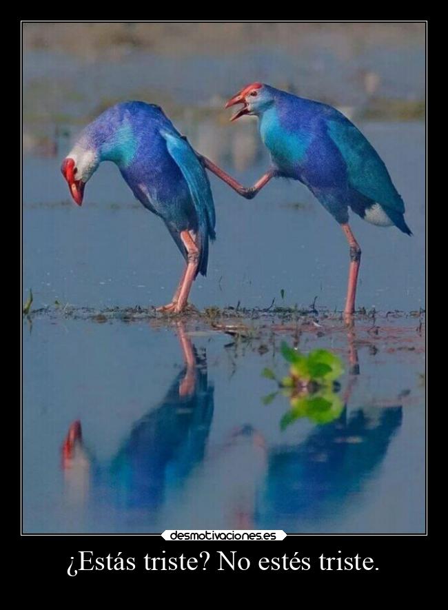 ¿Estás triste? No estés triste. -