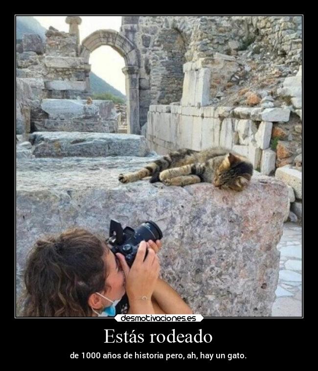 Estás rodeado - de 1000 años de historia pero, ah, hay un gato.