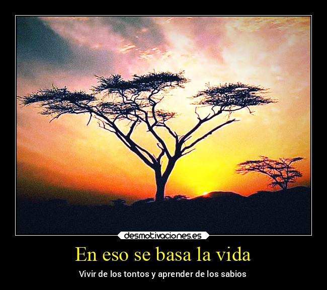 carteles vida vida tonto waltkdameprinci amanecer sabio desmotivaciones