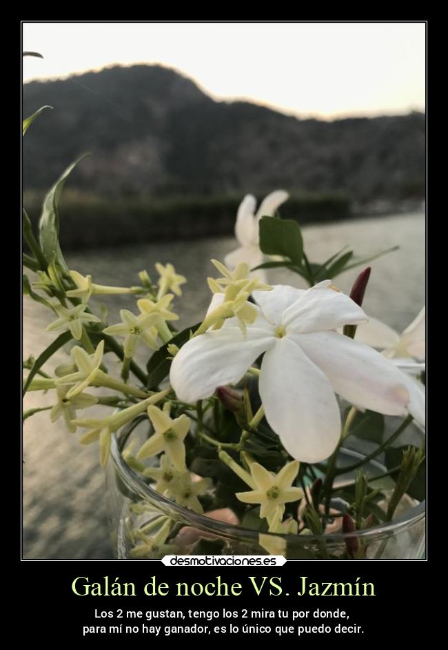 Galán de noche VS. Jazmín - 