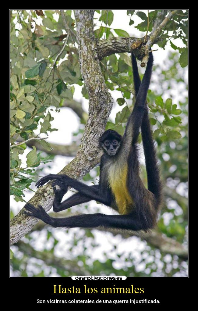 carteles animales animales guerra mexico mexico2022 injustificado mono animal noticias2022 desmotivaciones