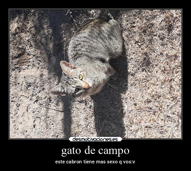 gato de campo -