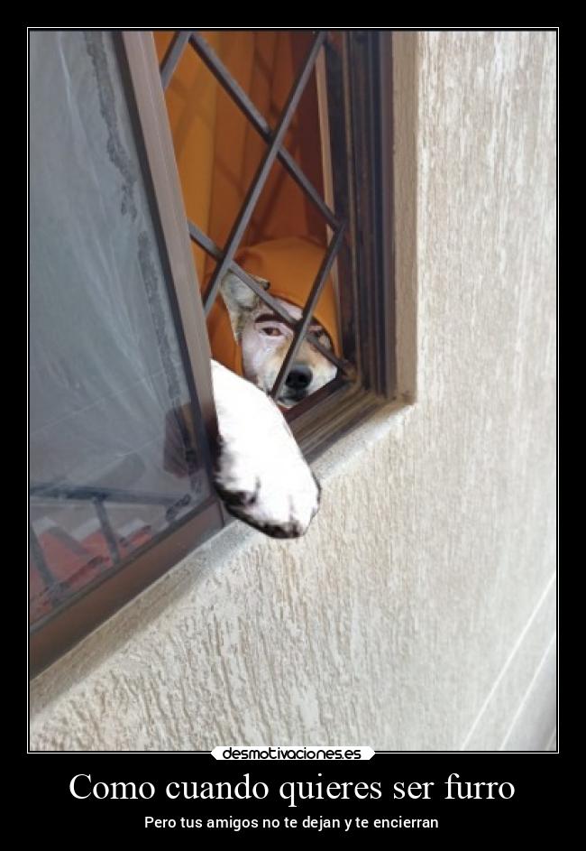 Como cuando quieres ser furro -