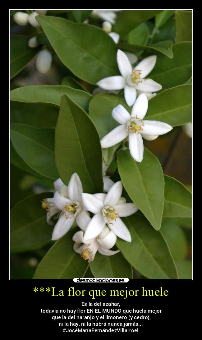 ***La flor que mejor huele - Es la del azahar,
 todavía no hay flor EN EL MUNDO que huela mejor
 que la del naranjo y el limonero (y cedro),
ni la hay, ni la habrá nunca jamás...
#JoséMaríaFernándezVillarroel