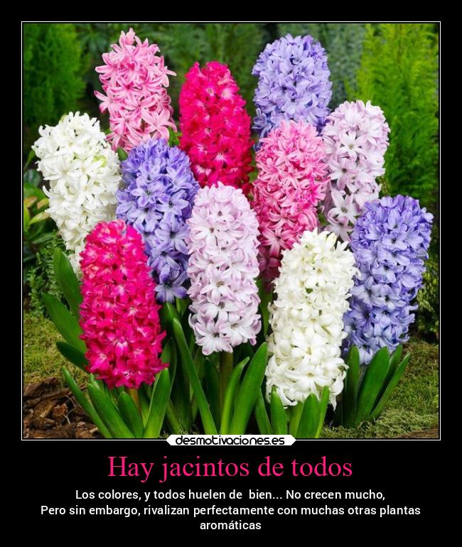 Hay jacintos de todos - 