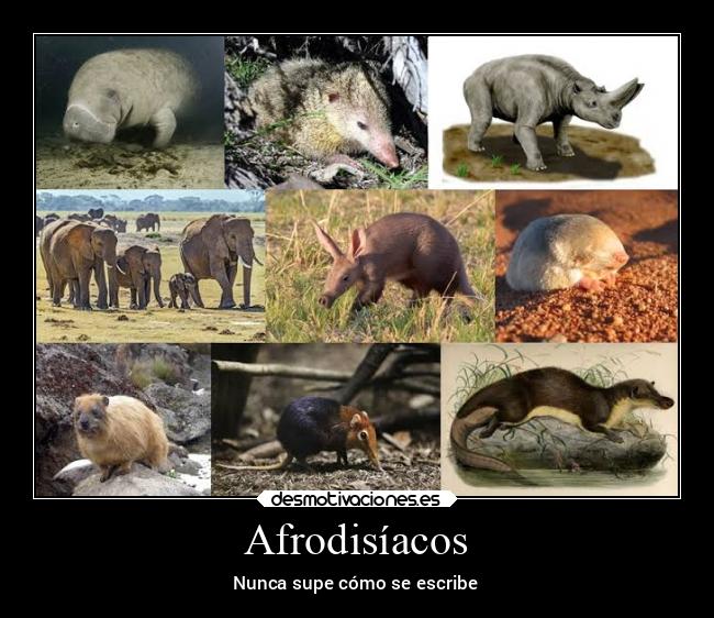 Afrodisíacos - Nunca supe cómo se escribe