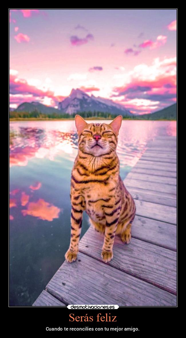 carteles felicidad amistad verano gato lago desmoverano2022 desmotivaciones