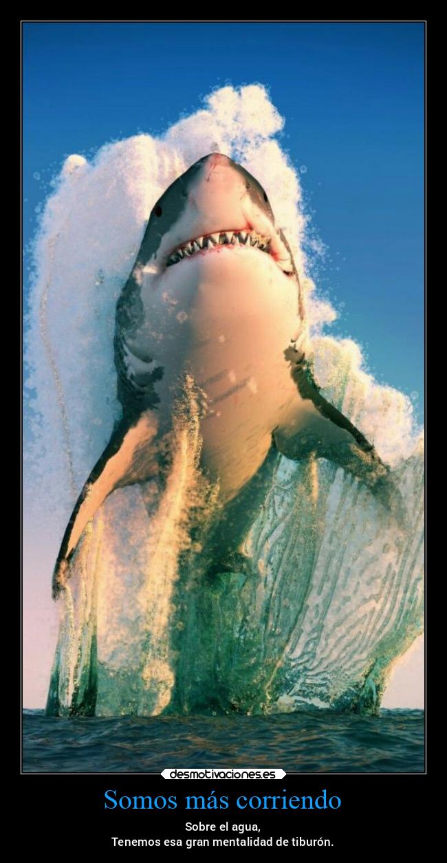 carteles frases motivaciones naturaleza pensamientos mentalidad tiburon desmoverano miguelflippy2021 desmotivaciones