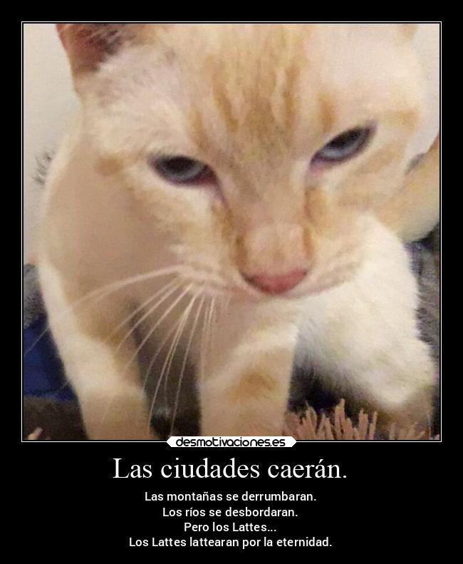 carteles gatos desmotivaciones