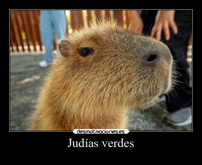 Judías verdes - 