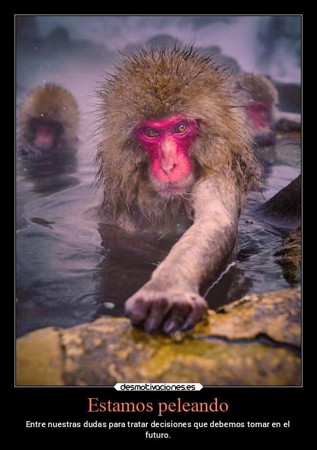 carteles naturaleza animales decisiones mono capuchino japon nieve nieve2022 noticias noticias2022 desmotivaciones