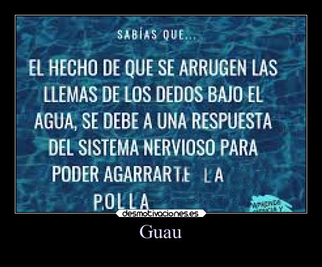 Guau - 