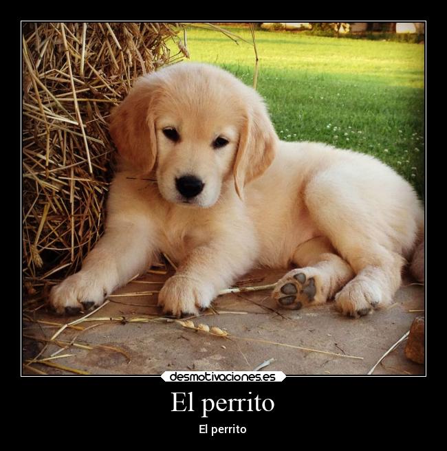 El perrito -